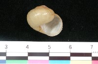 藏品(球蝸牛)的圖片